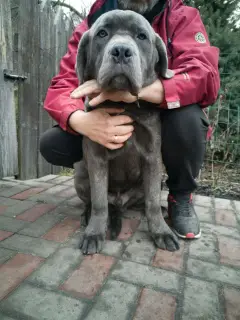 Zdjęcie №3. Cane Corso. Ukraina