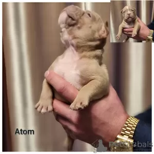 Zdjęcie №4. Sprzedam american bully w Wilno. hodowca - cena - 11660zł