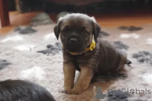 Dodatkowe zdjęcia: Szczenięta border terrier