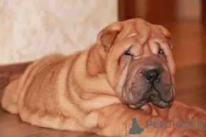 Dodatkowe zdjęcia: Szczenięta Shar Pei