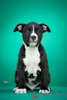 Zdjęcie №3. Amerykański Staffordshire Terrier. Serbia