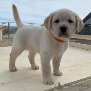 Zdjęcie №2 do zapowiedźy № 9079 na sprzedaż  labrador retriever - wkupić się Federacja Rosyjska 