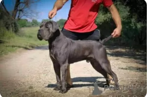 Dodatkowe zdjęcia: Szczenięta Cane Corso