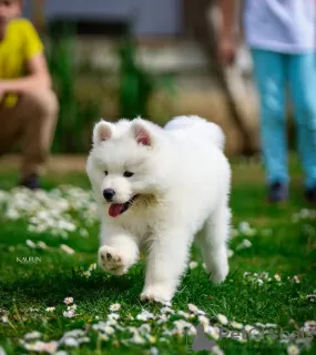 Zdjęcie №3. Samoyed, dwa szczenięta płci męskiej. Serbia