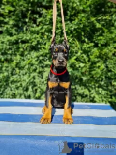 Dodatkowe zdjęcia: Doberman