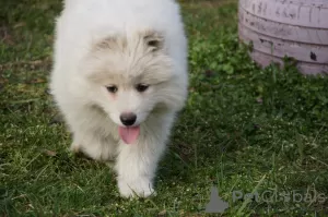 Dodatkowe zdjęcia: Samoyed suczki