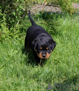 Zdjęcie №1. rottweiler - na sprzedaż w Калинковичи | 4186zł | Zapowiedź №51860