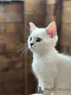 Dodatkowe zdjęcia: British shorthair blue eyes boy