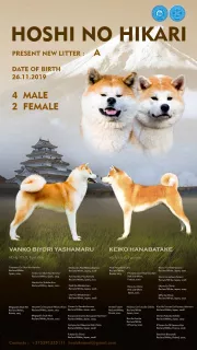 Zdjęcie №3. Akita Inu šuniukai. Litwa