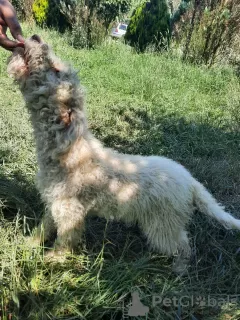 Zdjęcie №2 do zapowiedźy № 110018 na sprzedaż  lagotto romagnolo - wkupić się Rumunia hodowca