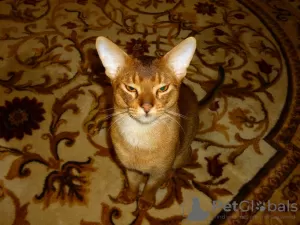 Zdjęcie №3. Abyssinian Cat Vyatka Moskwa w Federacja Rosyjska. Zapowiedź № 131744