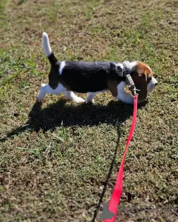 Zdjęcie №3. Szczenięta rasy beagle.. Niemcy