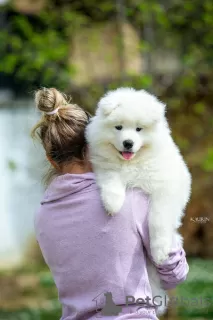 Dodatkowe zdjęcia: Samoyed, dwa szczenięta płci męskiej