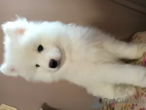 Dodatkowe zdjęcia: Samoyed szczenięta