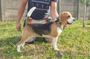 Dodatkowe zdjęcia: Beagle suka na sprzedaż