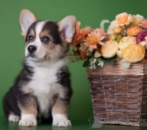 Zdjęcie №1. welsh corgi - na sprzedaż w Москва | 6188zł | Zapowiedź №11546