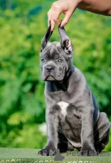 Zdjęcie №3. Cane Corso REKOMENDACJA szczeniąt. Serbia