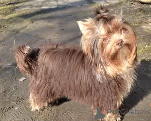 Zdjęcie №4. Sprzedam yorkshire terrier w Gomel. hodowca - cena - 2018zł