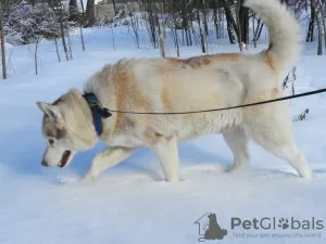 Dodatkowe zdjęcia: Husky Dymka szuka kochającej rodziny z męskim przywódcą!