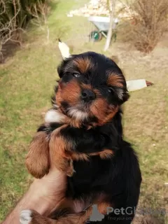 Zdjęcie №4. Sprzedam yorkshire terrier biewer, yorkshire terrier w Pärnu.  - cena - 1884zł