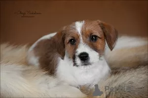 Dodatkowe zdjęcia: Szczeniak Jack Russell Terrier