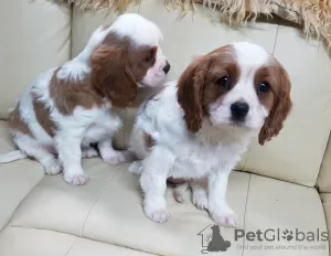 Zdjęcie №1. cavalier king charles spaniel - na sprzedaż w Essen | negocjowane | Zapowiedź №31941