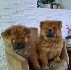 Zdjęcie №3. Chow Chow Szczenięta. Serbia