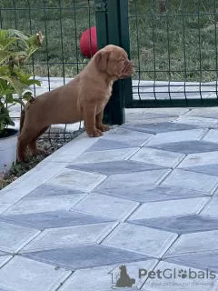 Dodatkowe zdjęcia: Dogue de Bordeaux szczenięta