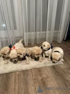 Dodatkowe zdjęcia: Labrador Retriever, piękne szczenięta