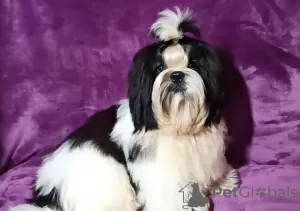 Dodatkowe zdjęcia: Shih tzu