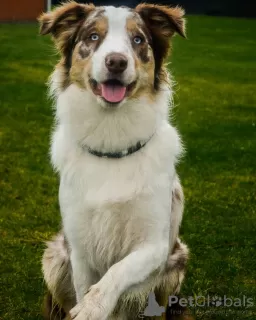 Zdjęcie №1. border collie - na sprzedaż w Kijów | 1465zł | Zapowiedź №81306