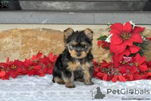 Zdjęcie №1. yorkshire terrier - na sprzedaż w Hannover | 2260zł | Zapowiedź №63838