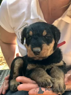 Dodatkowe zdjęcia: Sprzedam szczenięta airedale terrier