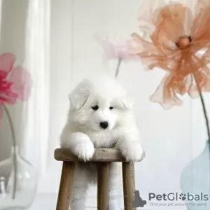 Zdjęcie №3. Szczenięta Samoyeda. Niemcy