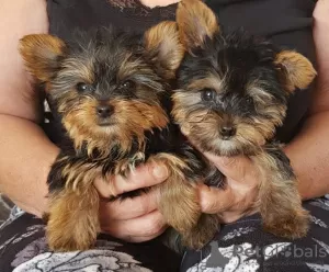 Zdjęcie №1. yorkshire terrier - na sprzedaż w Slovenská Ľupča | 3831zł | Zapowiedź №11141