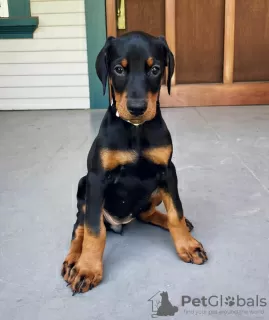 Zdjęcie №4. Sprzedam doberman w Kraków. prywatne ogłoszenie - cena - Bezpłatny