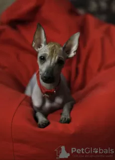 Zdjęcie №3. Xoloitzcuintle mini. Federacja Rosyjska