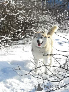 Zdjęcie №3. Husky Dymka szuka kochającej rodziny z męskim przywódcą!. Federacja Rosyjska