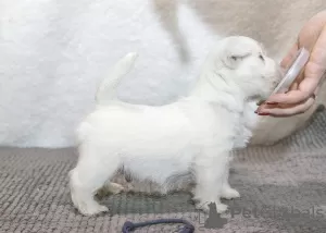 Dodatkowe zdjęcia: Hodowla oferuje szczenięta rasy west highland white terrier