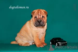 Zdjęcie №1. shar pei - na sprzedaż w Twer | 2233zł | Zapowiedź №8220