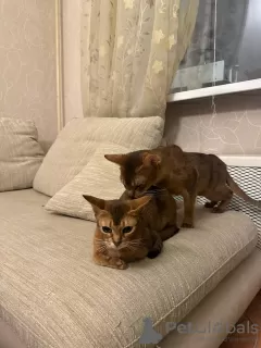 Dodatkowe zdjęcia: Abyssinian Cat Vyatka Moskwa