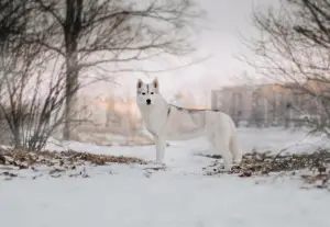 Zdjęcie №4. Sprzedam husky syberyjski w Petersburg. od żłobka, hodowca - cena - 2420zł