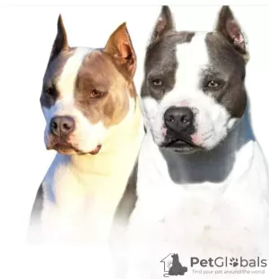 Dodatkowe zdjęcia: American Staffordshire Terrier Piękne Szczenięta