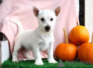 Zdjęcie №2 do zapowiedźy № 44771 na sprzedaż  west highland white terrier - wkupić się Niemcy 