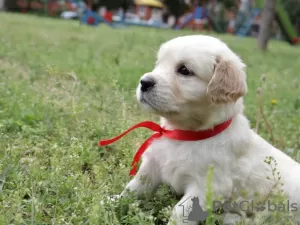 Dodatkowe zdjęcia: szczenięta golden retrievera