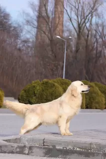 Dodatkowe zdjęcia: Golden retriever Chłopak.