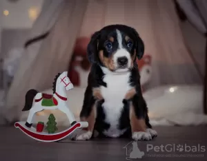 Zdjęcie №3. Szczenięta Entlebucher Sennenhund (5 chłopców i 1 suczka). Szczenięta urodziły. Federacja Rosyjska