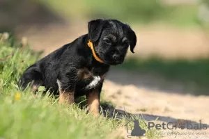 Dodatkowe zdjęcia: szczenięta border terrier