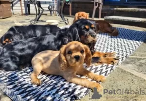 Zdjęcie №1. cavalier king charles spaniel - na sprzedaż w Wilno | 1465zł | Zapowiedź №36098