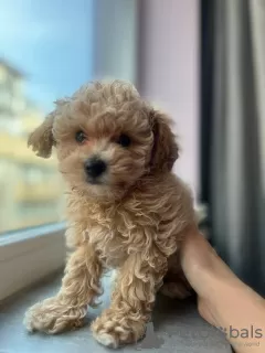 Zdjęcie №3. Maltipoo F1 Super Mini. Niemcy